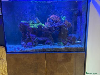 Other/Mixed Breed fish - Advert 14