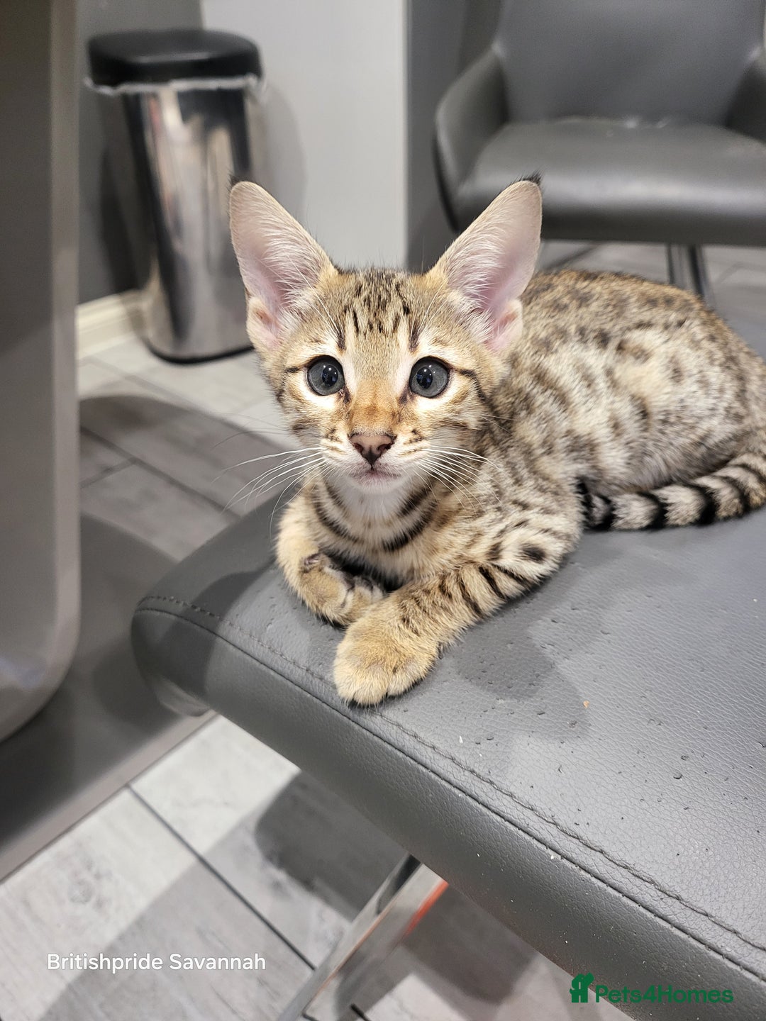 Savannah cats for sale: Britishpride F7 Savannah Kittens Male and female  - Image 5
