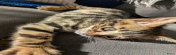 Bengal cats for sale: Bengal kittens in Essex TICA registered purebred  in Colchester - Advert 8