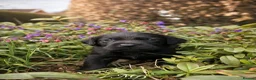 Labrador Retriever dogs for sale: Exceptional KC Reg Labrador Puppies For Sale! - Advert 37