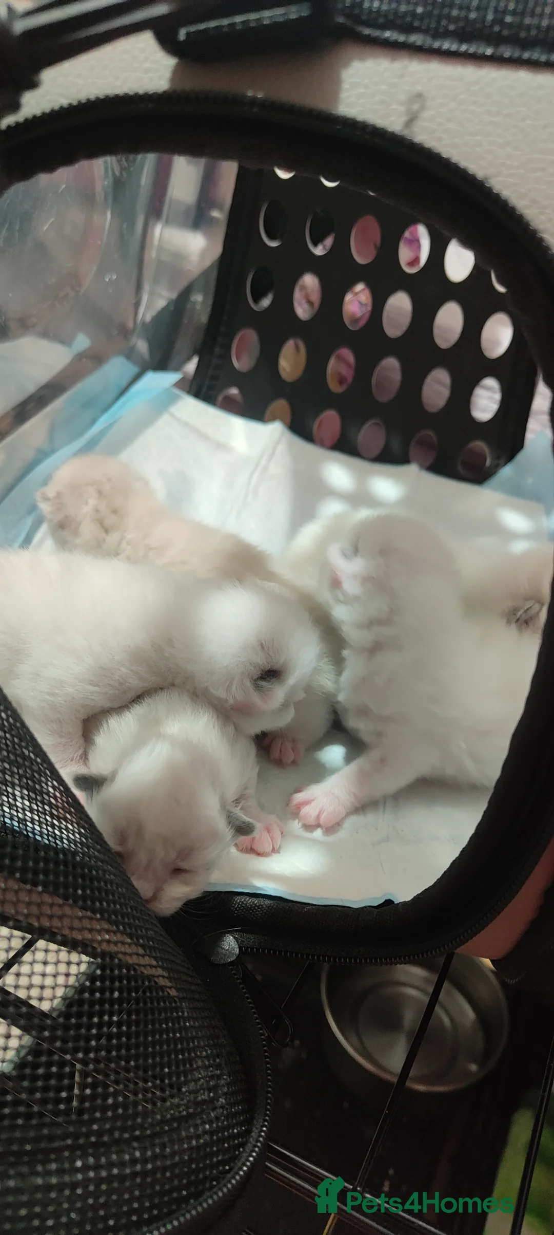 Ragdoll cats for stud: BiColour Ragdoll Available for Stud - Advert 8