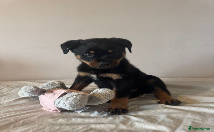 Rottweiler dogs - Advert 11