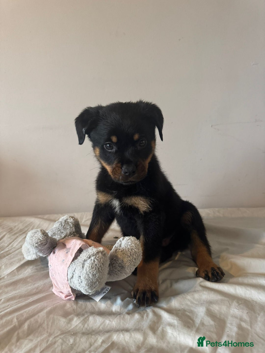 Rottweiler dogs for sale: Rottweiler puppies - Image 1