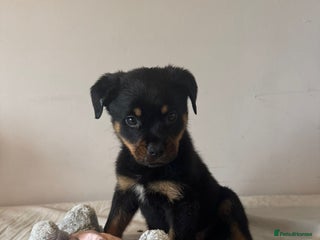 Rottweiler dogs - Advert 19