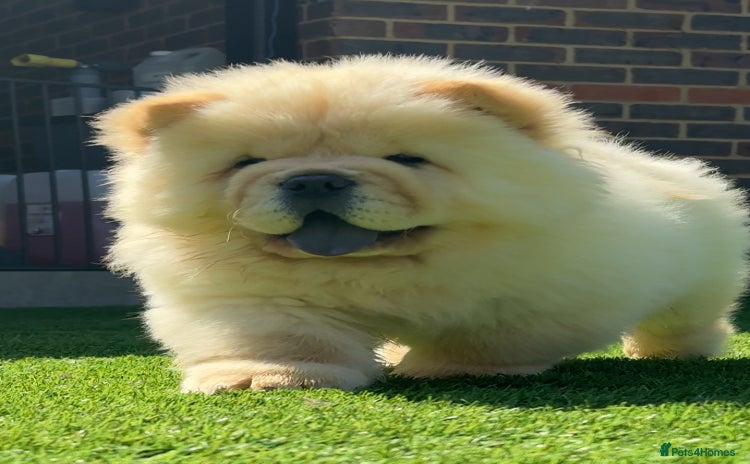 Chow Chow dogs - Advert 1