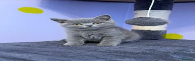 British Shorthair Kitten 3