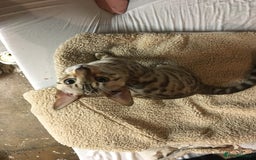 Bengal cats for sale: Oscar Wolfy Thor Rain - Image 11