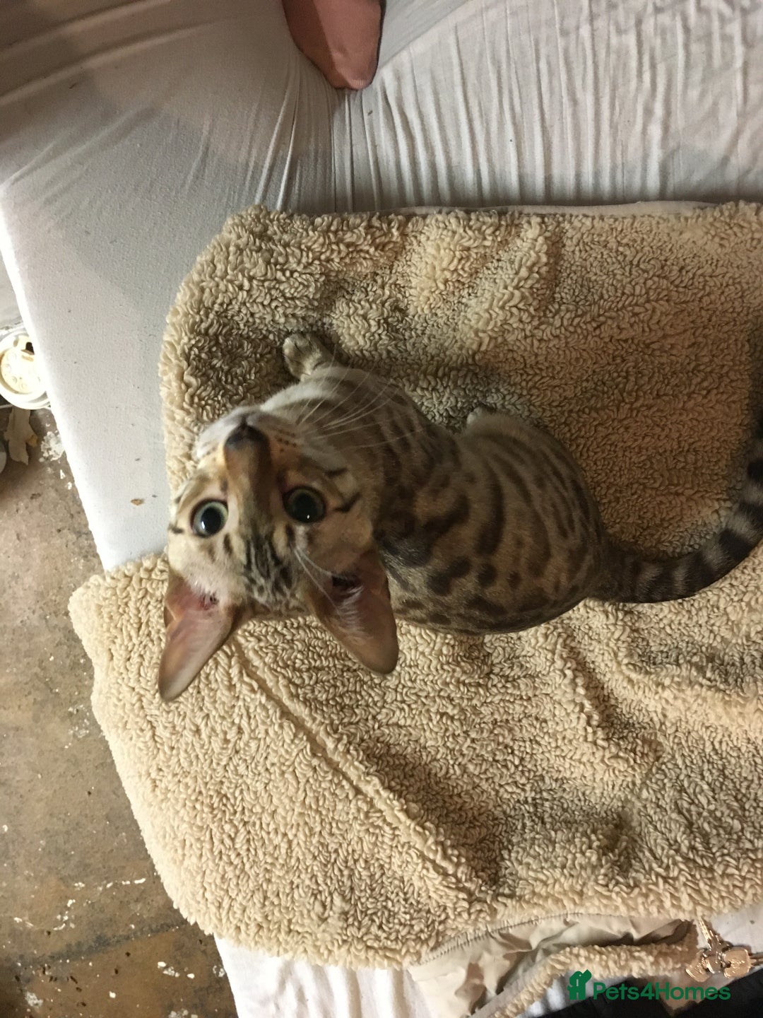 Bengal cats for sale: Oscar Wolfy Thor Rain - Image 11