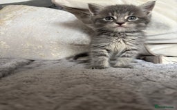 Maine Coon cats for sale: Maine Coon cross British short hair  - Image 1