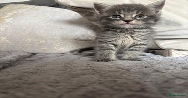 Maine Coon cats - Advert 13