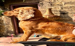Cocker Spaniel dogs for sale: Stunning beautifully coloured Cocker Spaniel girl. - Image 11
