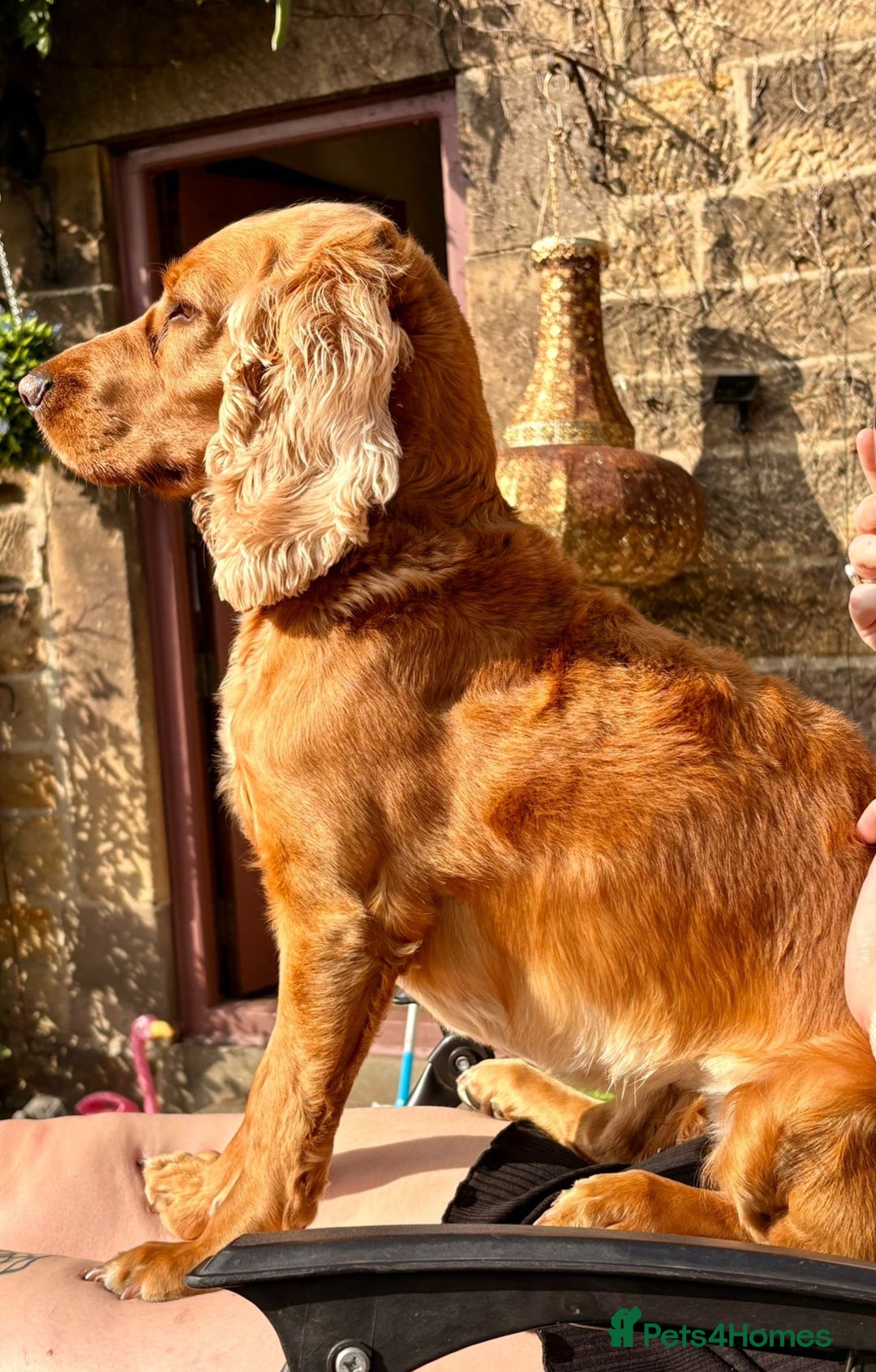 Cocker Spaniel dogs for sale: Stunning beautifully coloured Cocker Spaniel girl. - Image 11