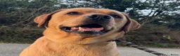 Labrador Retriever dogs for sale: Handsome KC Reg Labrador Retriever Adult Male - Advert 1