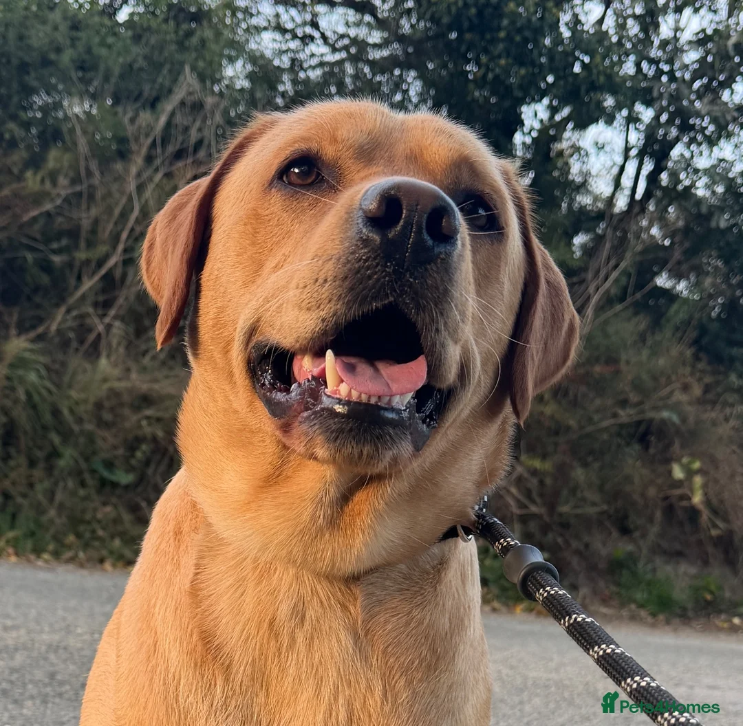 Labrador Retriever dogs for sale: Handsome KC Reg Labrador Retriever Adult Male - Advert 1