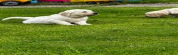 Golden Retriever dogs for sale: 🐾 Beautiful Pedigree Golden Retriever Puppies  in Ballymena - Advert 7