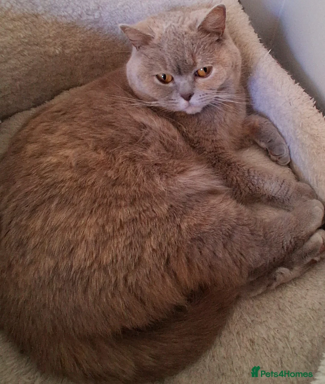 British Shorthair cats for sale: Beautiful Lilac Cream Female - Advert 1