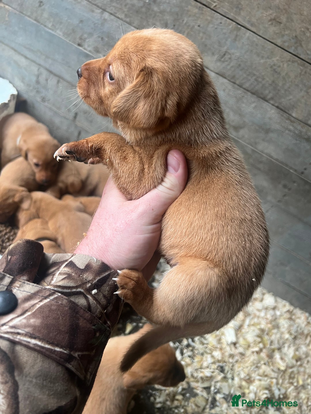 Labrador Retriever dogs for sale: Beautiful fox red Labrador pups 🐶  - Image 34