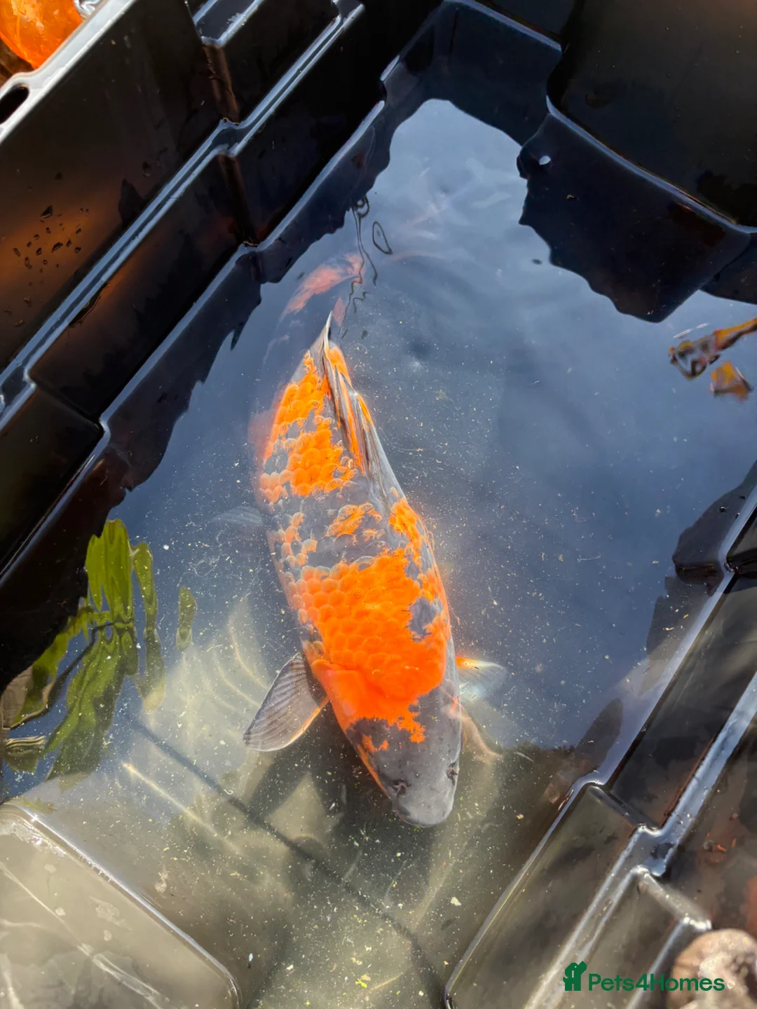 Koi Carp fish for sale: Koi, butterfly Koi and ghost  - Advert 14