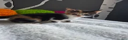Mixed Breed cats for sale: Kittens - Advert 4