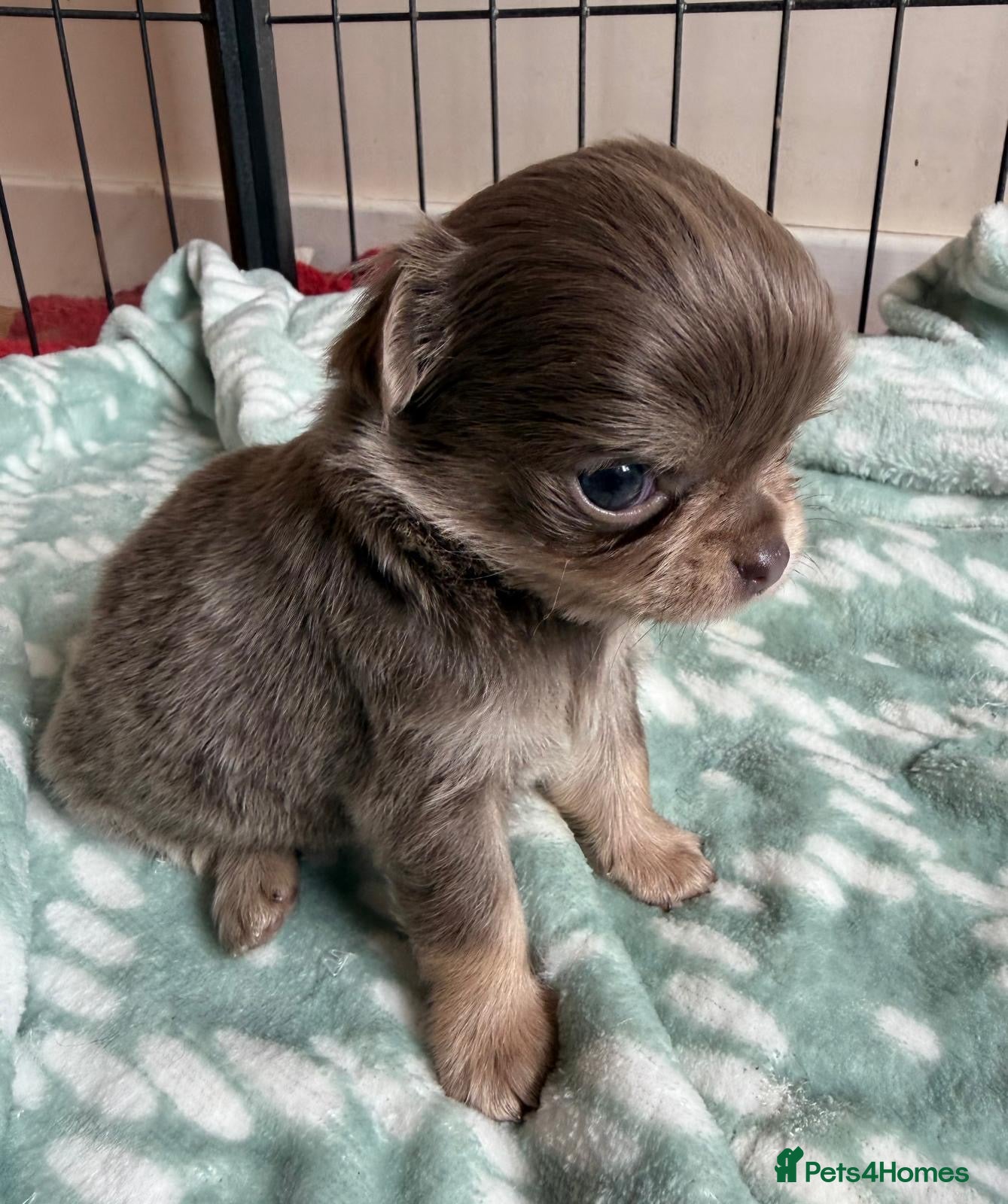 Chihuahua dogs for sale: Gorgeous lilac long coat girls and boys - Advert 8