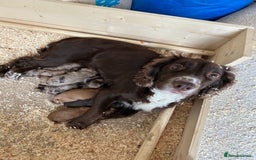 Cocker Spaniel dogs for sale: KC REGISTERED COCKER SPANIELS - Image 2