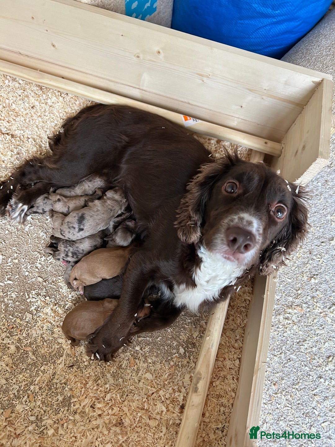 Cocker Spaniel dogs for sale: KC REGISTERED COCKER SPANIELS - Image 2