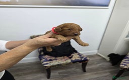 Toy Poodle dogs for sale: Our Beautiful Red little Girls for sale - Image 8