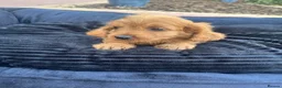 Cavapoo dogs for sale: F1 Cavapoos  - Advert 15