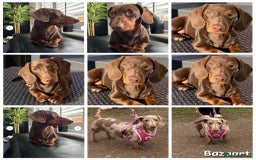Miniature Dachshund dogs for sale: Miniature dachshunds ( chocolate & tan )  - Image 6