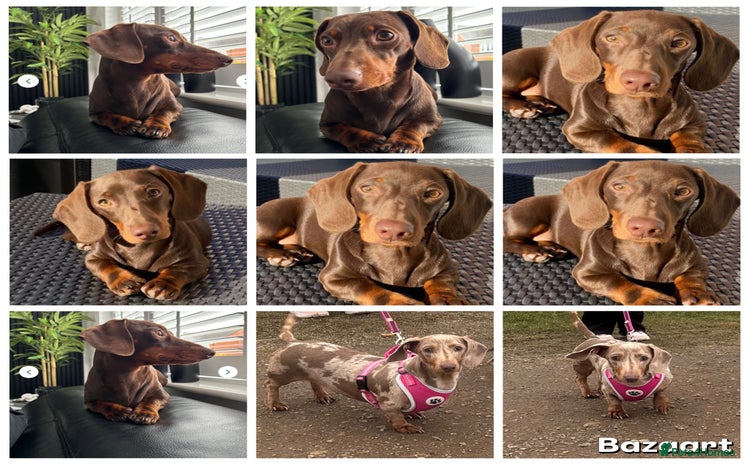 Miniature Dachshund dogs - Advert 4