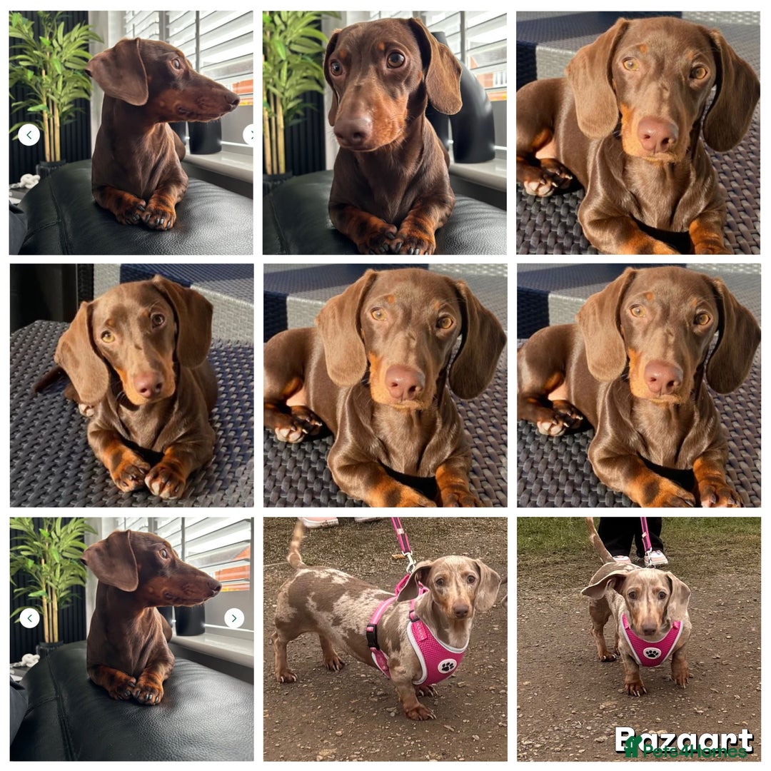 Miniature Dachshund dogs for sale: Miniature dachshunds ( chocolate & tan )  - Image 6