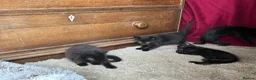 Domestic Shorthair cats for sale: ⭐️READY NOW!⭐️The Cutest Black DSH kittens 🐈‍⬛  - Advert 4