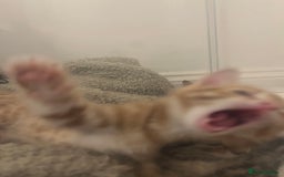 Bengal cats for sale: 🧡🖤Cinnamon & Smokey bengals🖤🧡 - Image 4