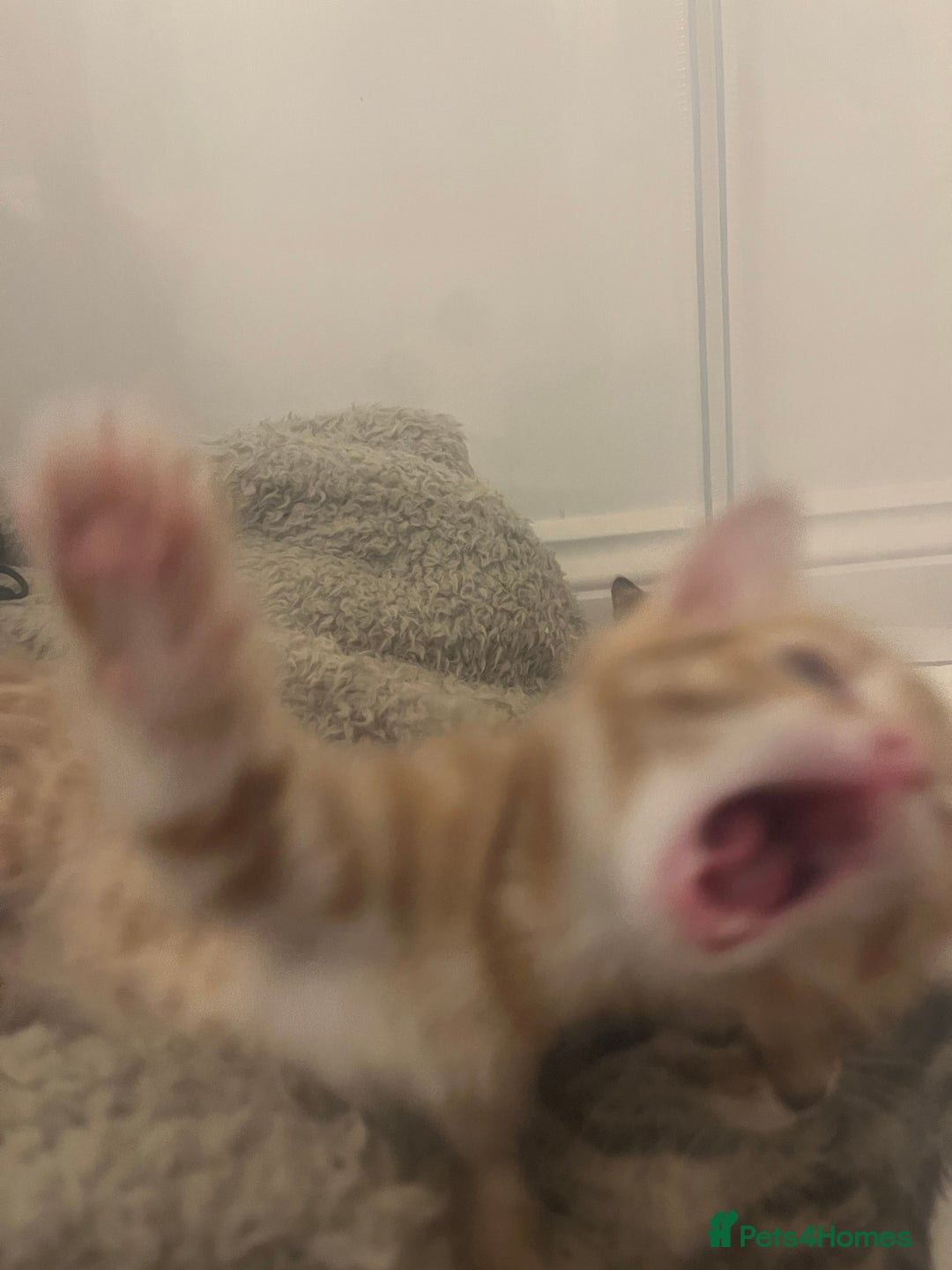 Bengal cats for sale: 🧡🖤Cinnamon & Smokey bengals🖤🧡 - Image 4