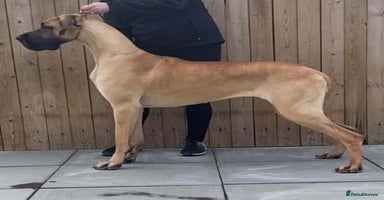 Great Dane dogs - Advert 10