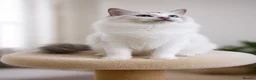 Ragdoll cats for sale: Beautiful Tica Registered Kittens Ragdoll - Advert 32