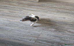 Mixed Breed dogs for sale: Chihuahua x jack Russell puppies 4 boys  - Image 11