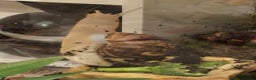 Snails invertebrates for sale: Albino Giant African Land Snail Set Up - Advert 4