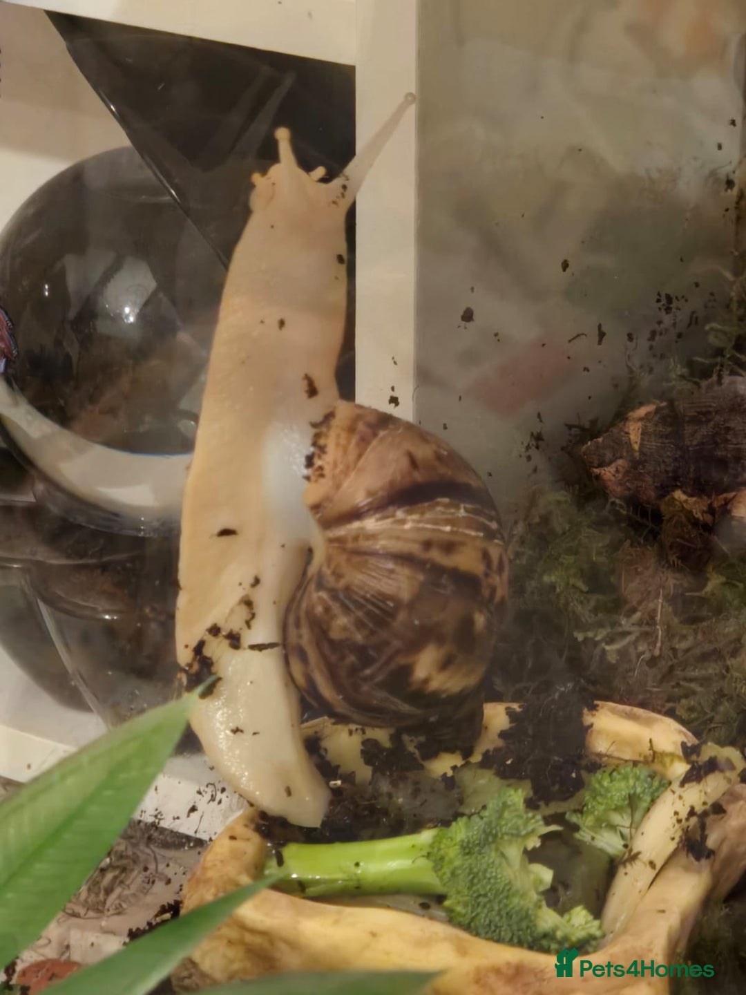 Snails invertebrates for sale: Albino Giant African Land Snail Set Up - Advert 4