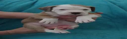 American Bulldog dogs for sale: Outstanding Merle American Bulldogs - Advert 27