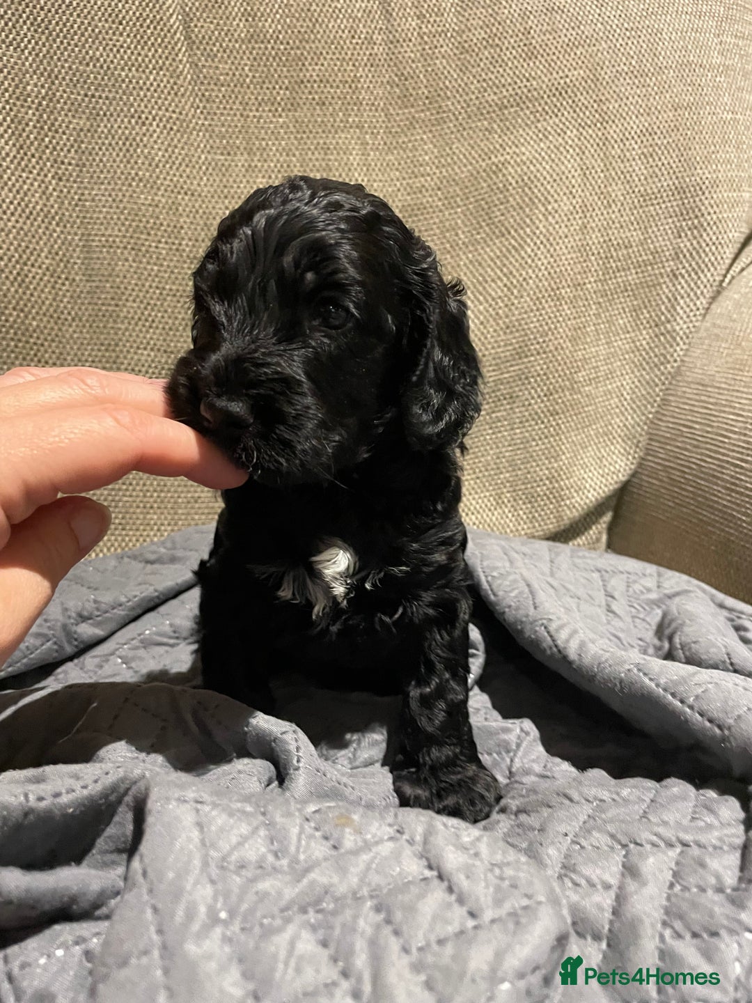 Cockapoo dogs for sale: F1 Cockerpoo pups. KC parents & health tests - Image 16