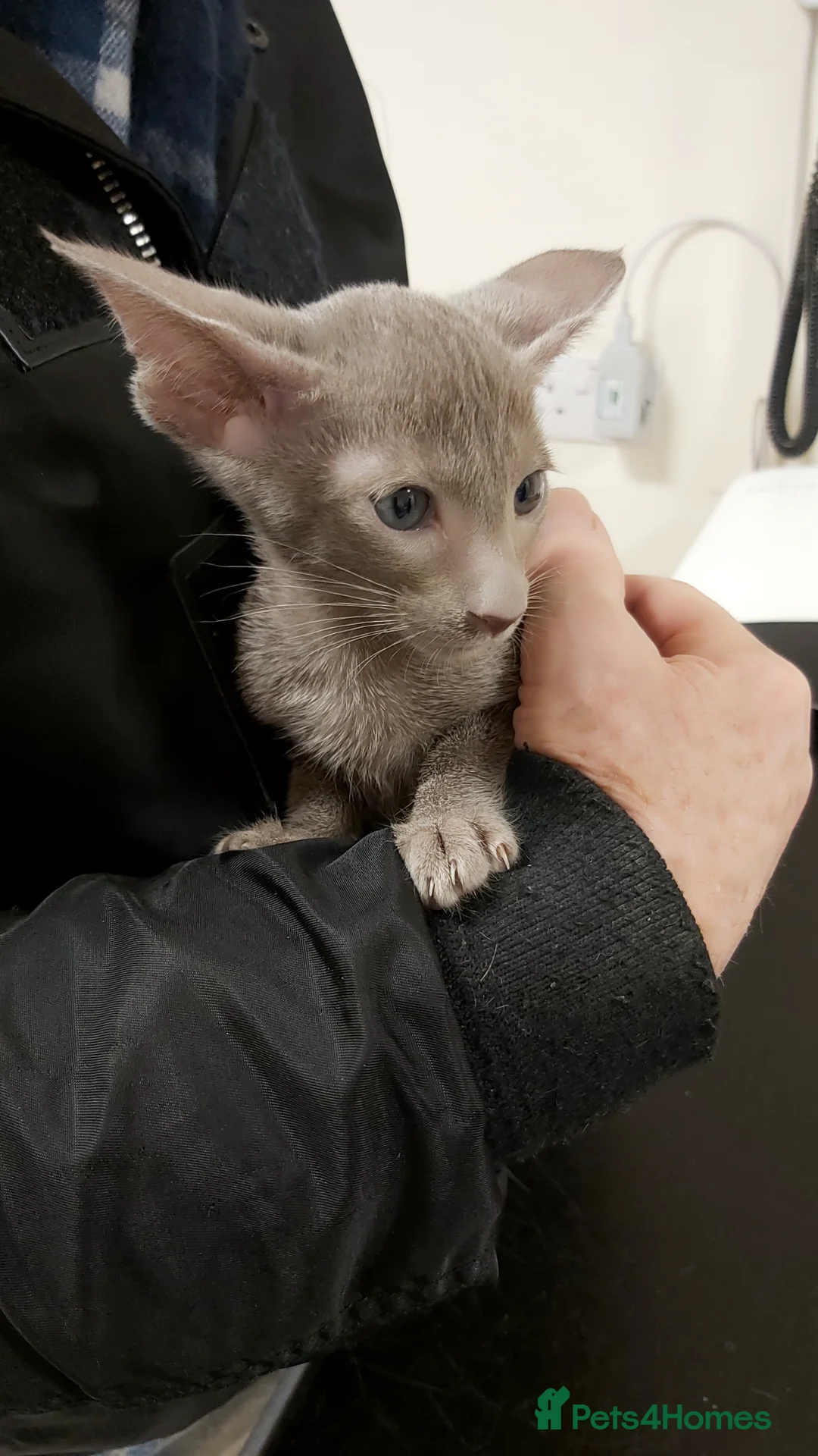 Oriental cats for sale: Full Pedigree Oriental 6 Kittens XL size ears GCCF - Advert 29