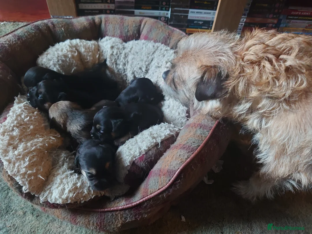 Border Terrier dogs for sale: 3 week old KC Border Terrier puppies for sale  - Advert 3