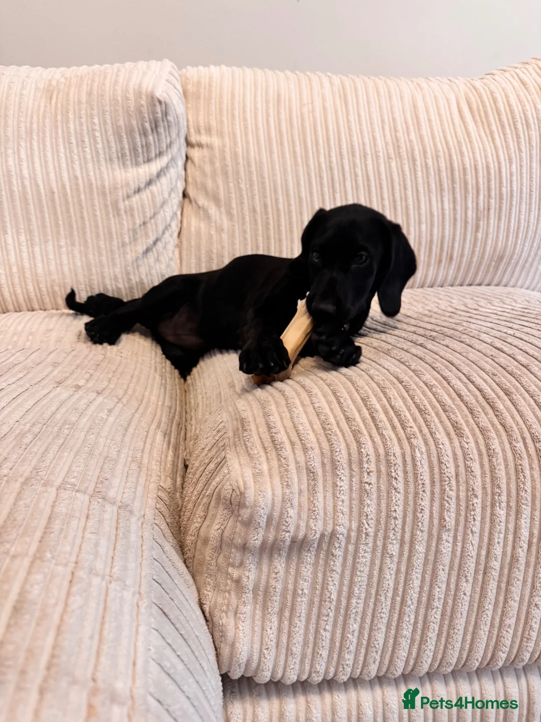 Cockerdor dogs for sale: Cockador female  - Advert 2