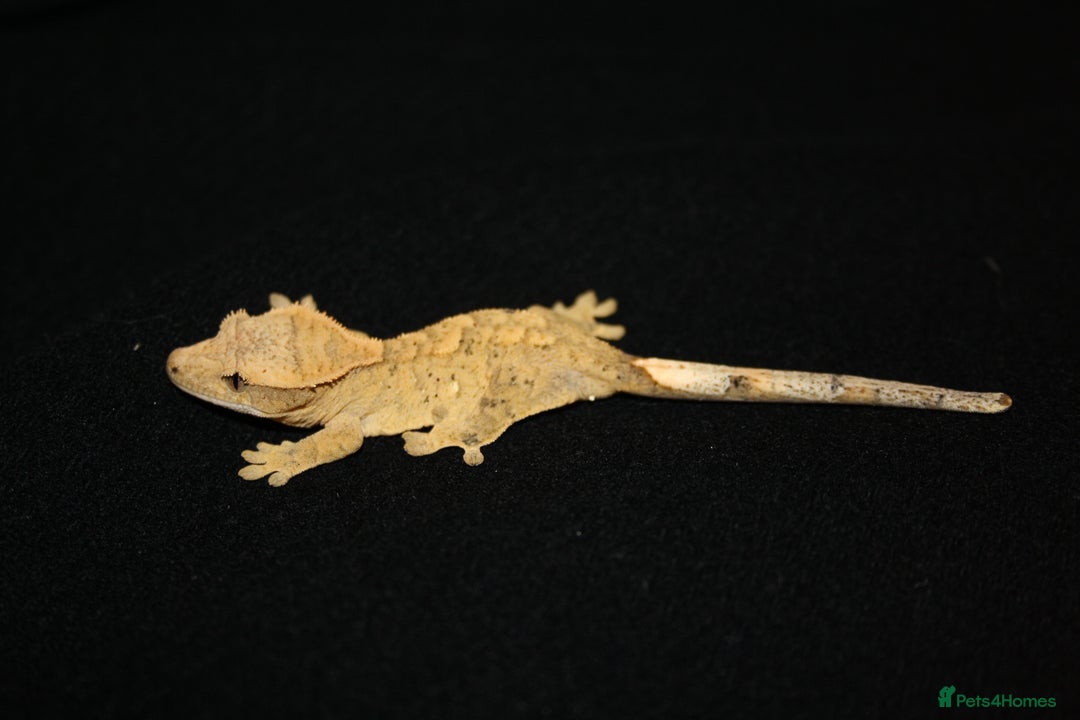 Gecko reptiles for sale: Crested geckos - Image 14