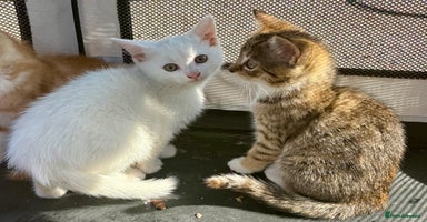 British Shorthair cats - Advert 10