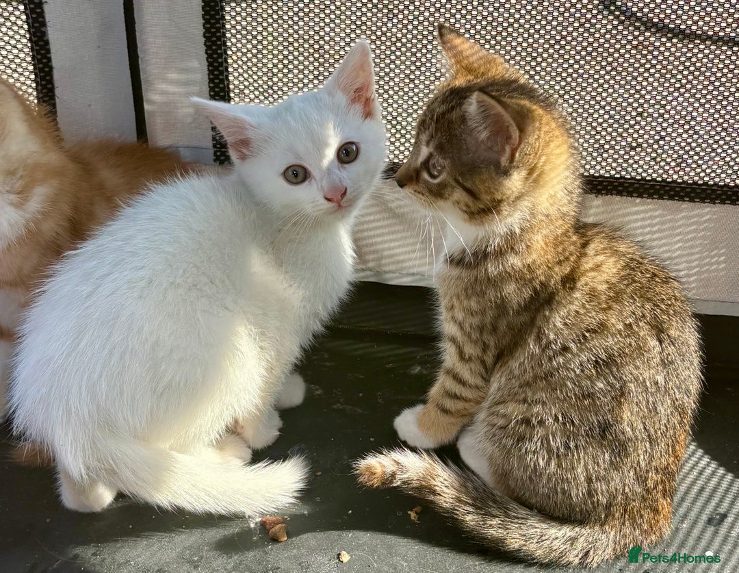 British Shorthair cats for sale: Adorable Kittens! - Image 2