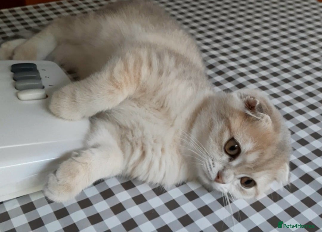 Scottish Fold cats for sale: TICA Registered Scottish Fold Two Spayed Kittens  - Image 19