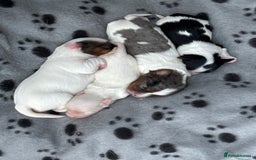 Biewer Terrier dogs for sale: 4 Biewer Terrier Puppies for Sale in Cheshire  - Image 13