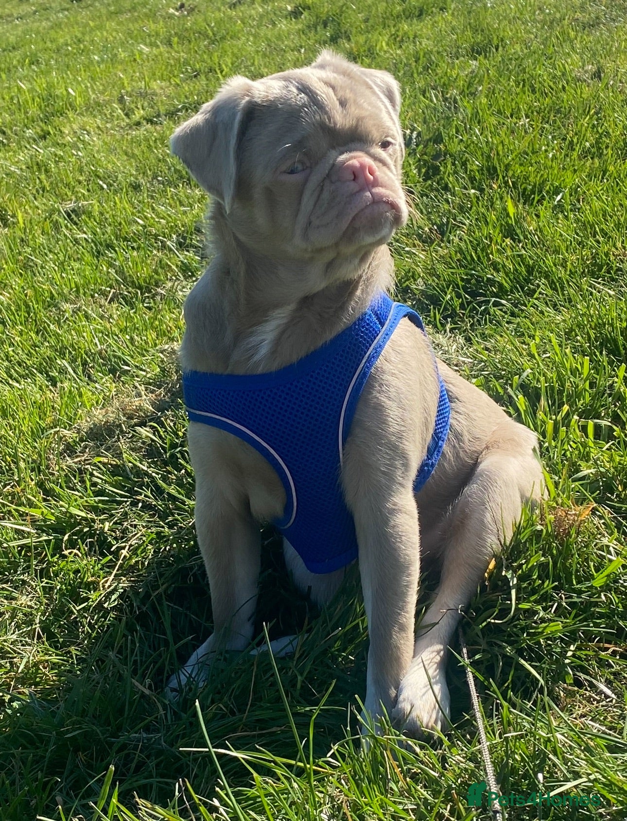 Pug dogs Adult male pink pug  - Advert 3